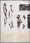 Foto von Salix cinerea L.